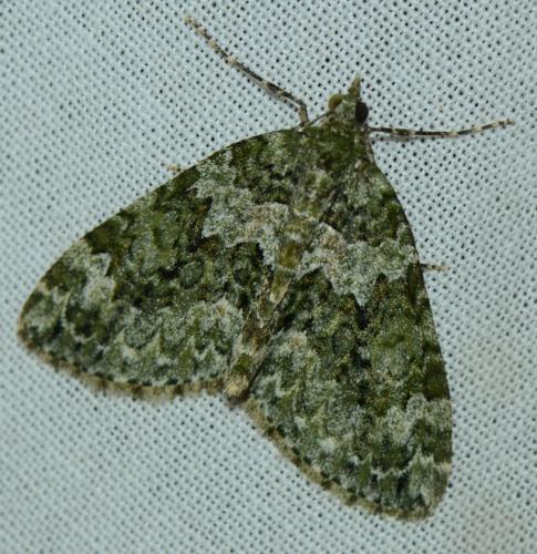 Réf. 183 603 : Chloroclysta miata